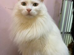 -我爱猫咪·猫咖·狗咖·安哥拉兔·羊驼咖(小寨华旗店)