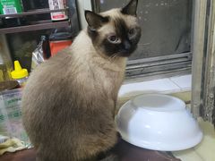 -纳吉亚猫专科动物诊疗中心(蒋宅口分院)