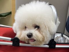 -美联众合动物医院·24h转诊中心