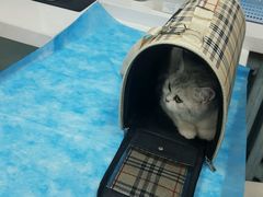-纳吉亚猫专科动物诊疗中心(蒋宅口分院)