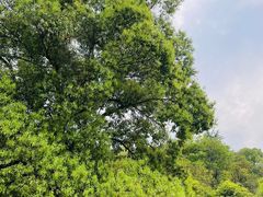 -潜山国家森林公园