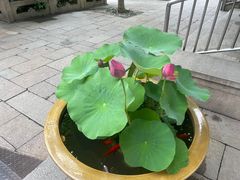 -龙华寺