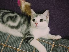 -lincat·猫舍(广州店)