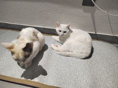 -琪喵猫屋·撸猫猫咖·猫舍