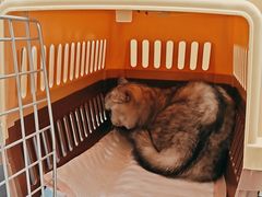-瑞派康怡24h宠物医院·犬猫医疗中心·微创绝育(瑞景分院)