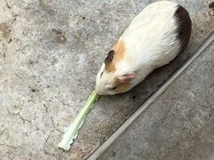 -深圳野生动物园