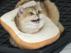 -瑞派福兴宠物医院犬猫全科·骨科·中西医结合(河东店)