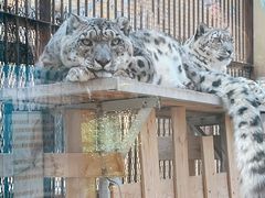 -青藏高原野生动物园