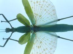 -上海昆虫博物馆