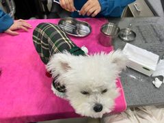 -安安宠物医院(情缘分院)