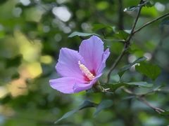 -杭州半山国家森林公园