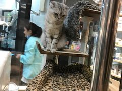 -宠小格时尚宠物生活馆(唐镇店)