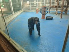 -合肥野生动物园