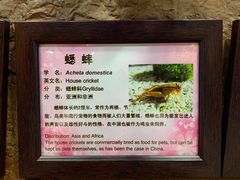 -上海大自然野生昆虫馆(东方明珠·爬宠昆虫探索中心)