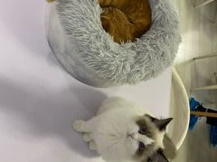 -喵的天空名猫咖啡馆·撸猫·猫舍·用品