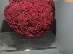 -天津自然博物馆