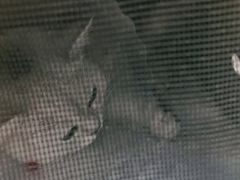 -宠福鑫康馨动物医院·骨科·眼科