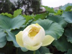 -白洋淀景区