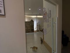 -猫域·湾主题猫咖·宠物吧(南坪城市广场店)