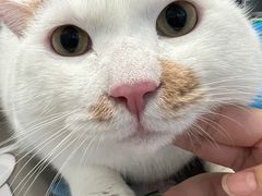 -纳吉亚猫专科动物诊疗中心(蒋宅口分院)