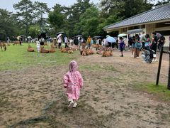 -奈良公园