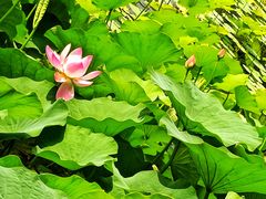 -莲花池公园