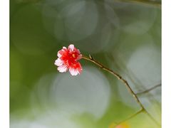 -溪岸路花鸟市场