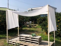 -柑橘农场