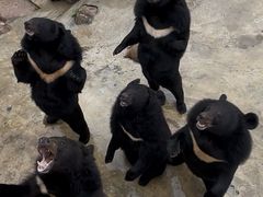 -青峰峡国家森林公园