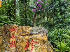 -深圳仙湖植物园