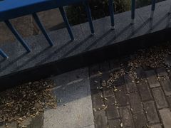 -合肥滨湖国家森林公园