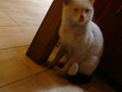 有只不怕人的猫咪-旅马餐厅(茅家埠店)