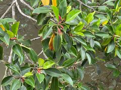 -东寨港红树林旅游区