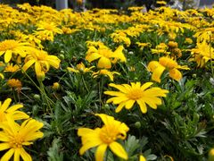-花果园湿地公园