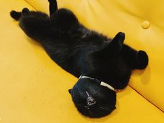 -猫在这儿猫咪咖啡馆·撸猫馆
