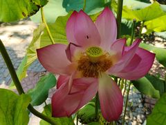 -莲花池公园
