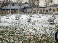 -九十九顶毡房(阜石路店)