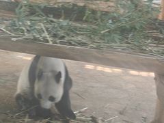 -西霞口神雕山野生动物世界