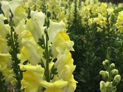 -广东花都香草世界旅游度假区