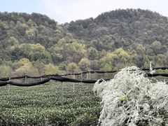 -中国茶叶博物馆(双峰馆区)