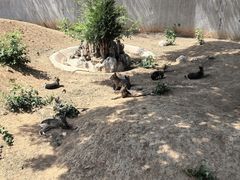 -石家庄市动物园