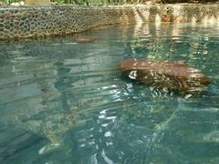 -三亚珠江南田温泉度假区