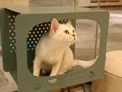 -BABIT巴比特宠物(MOMOPARK店)