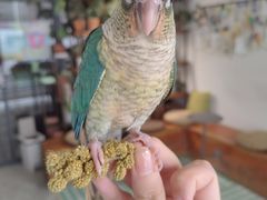 -吉丁鸟咖·异宠·寄养