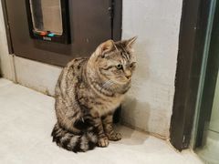 -猫儿山۰猫主题餐厅