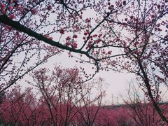 -秀丽东方