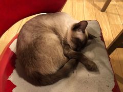 -Cappucimeow猫咪咖啡馆(韦伯时代店)