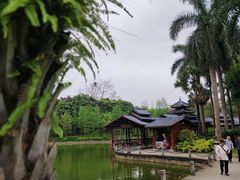 -金花茶公园