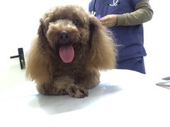 -福州肆爪动物医院