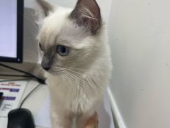 -艾贝尔宠物医院·24H转诊中心·肿瘤猫专科(江宁双龙店)